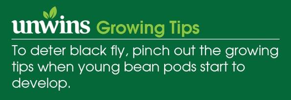 Broad Bean De Monica Seeds Unwins Growing Tips